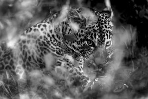 Jean-Loup Bony - Regard furtif