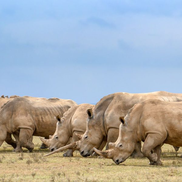 Course de rhinos