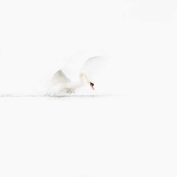 Dans-le-brouillard-de-lhiver